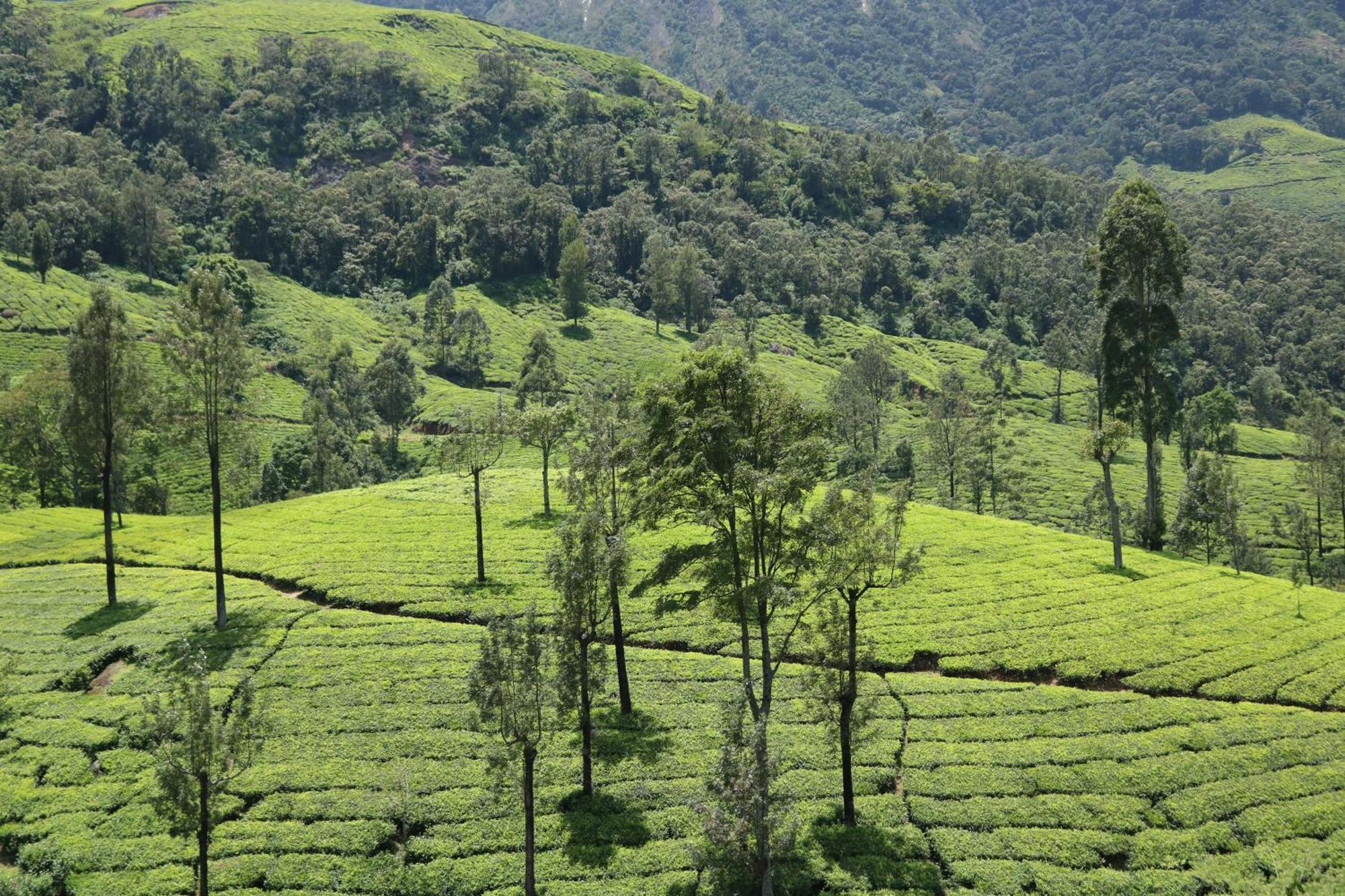 Asprin Homestay Munnar Exterior foto